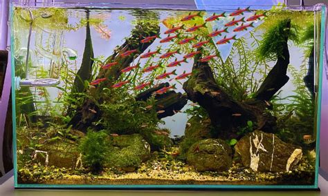 The Chili Rasbora: Care Guide 101 (+ Tips) .